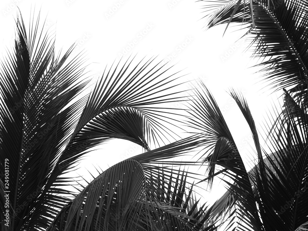 Fototapeta premium beautiful palms leaf on white background