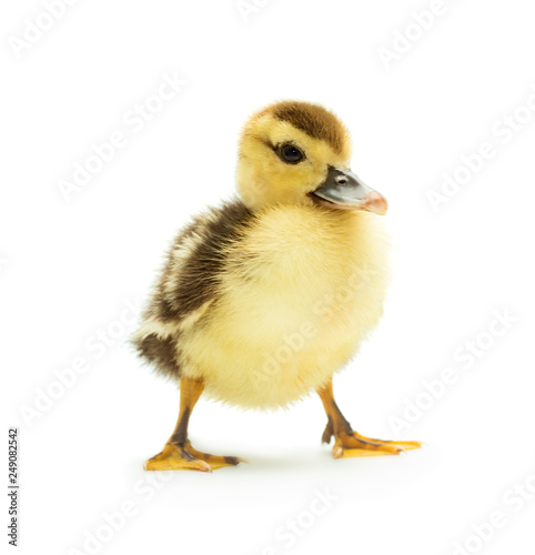 Cute little duckling
