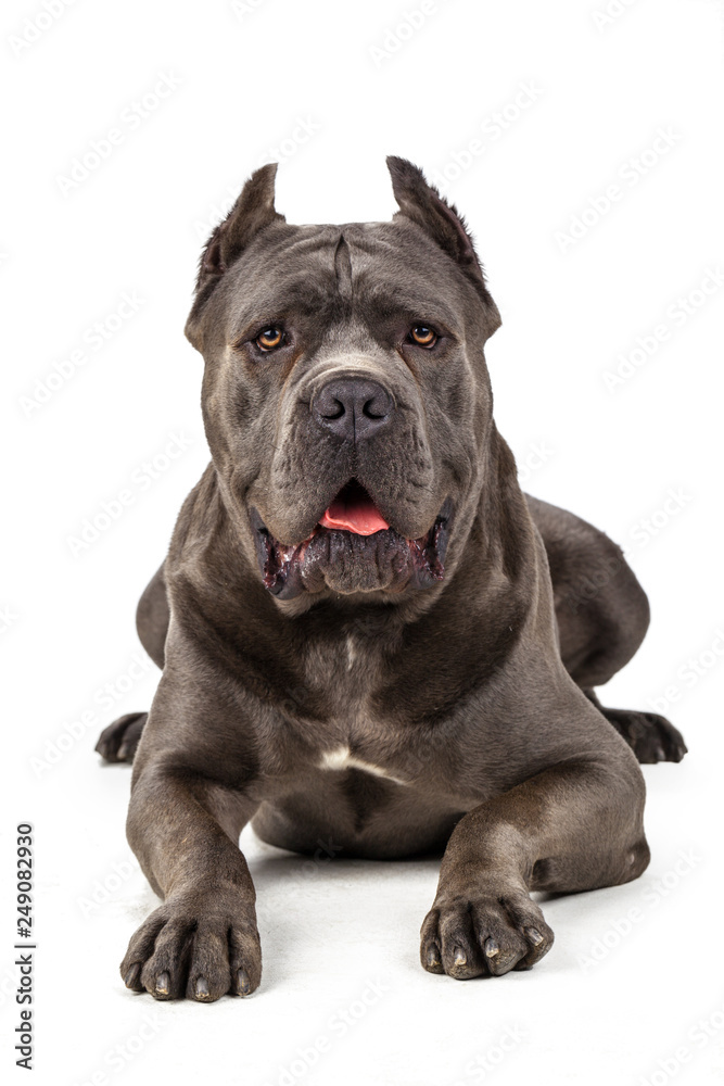 Fototapeta premium Cane Corso dog on white background