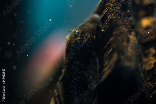 catfish in the aquarium © dmitriydanilov62