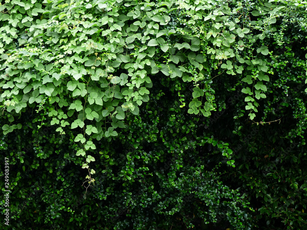 ivy leaf plant wall