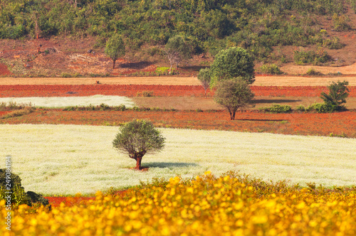 Beautiful landscape of fields in the Shan State of Myanmar. photo