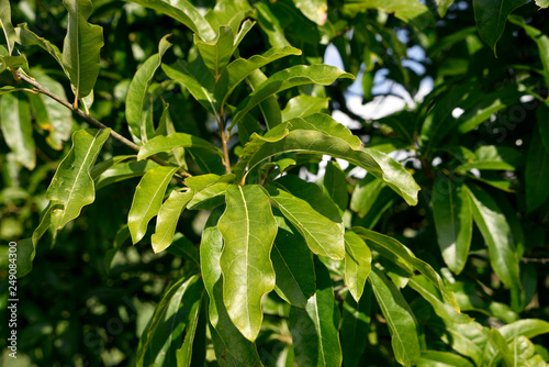 Quercus imbricaria - Schindel-Eiche