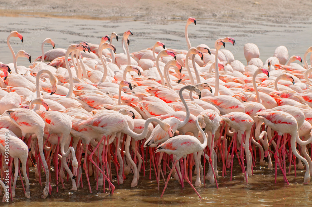 Naklejka premium Pink flamingos in the lagoon Ras al Khor in Dubai, United Arab Emirates.