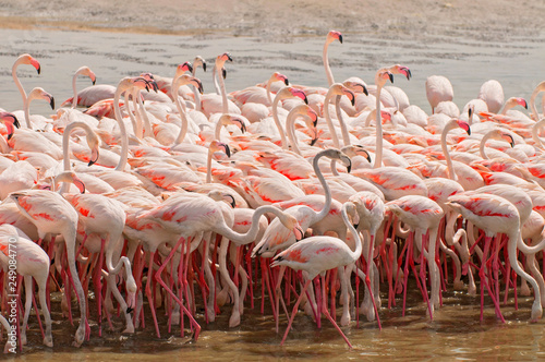 Pink flamingos in the lagoon Ras al Khor in Dubai, United Arab Emirates.