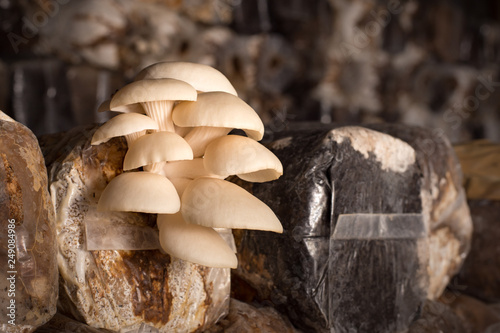 Canvas Print Oyster mushroom growing from a bag in dark room.