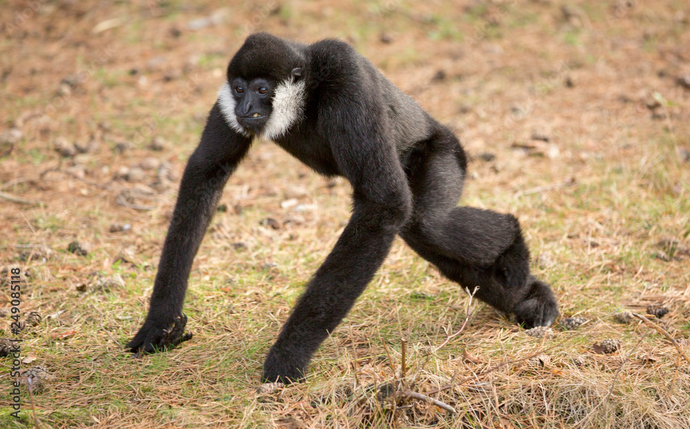 Obraz premium Witwanggibbon loopt weg