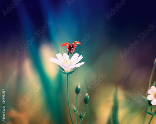 little red ladybug takes off from white flower in spring evening forest