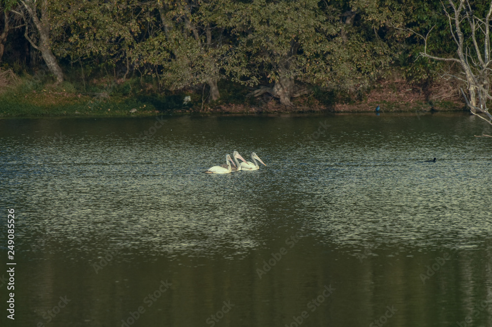 Grey Pelican in the good morning in Bangalore Lake Grey Pelican in the good morning in Bangalore Lake