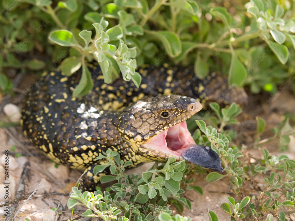 マツカサトカゲtiliqua Rugosa Stock 写真 Adobe Stock