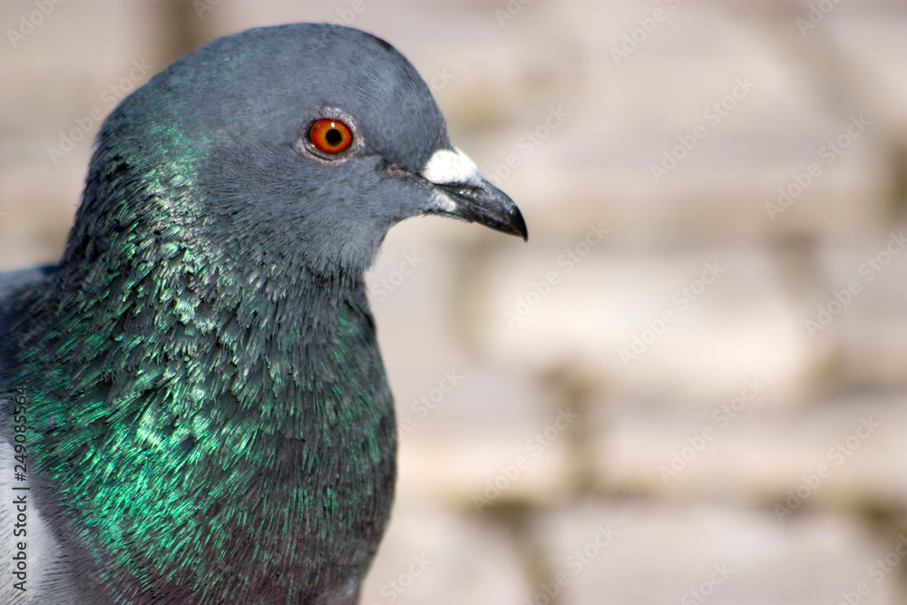 pombo pombo