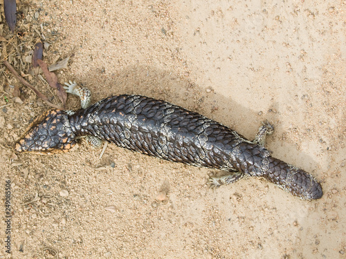マツカサトカゲTiliqua rugosa