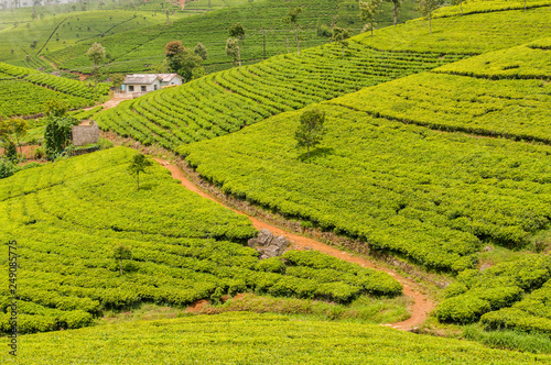 Beautiful landscape with tea plantation in Sri Lanka.