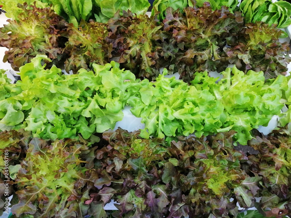 Organic vegetable farms for background Organic vegetable farms for background