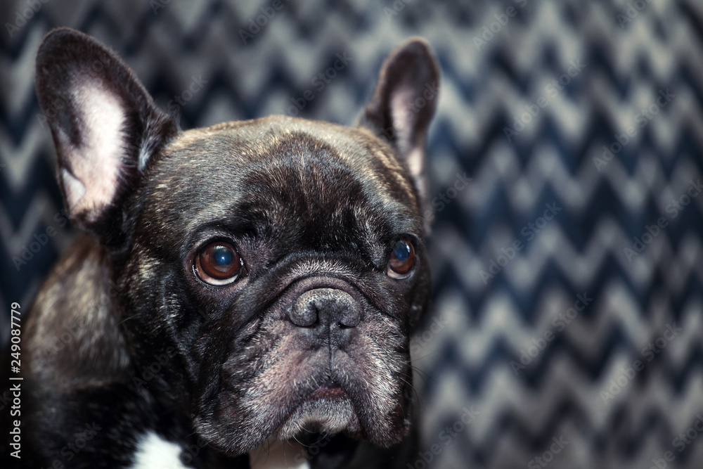 Black french bulldog home interior 