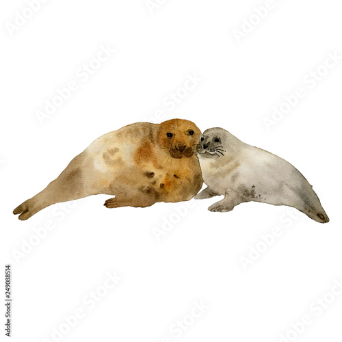 Watercolor illustration of a sea seals - love - funny animals