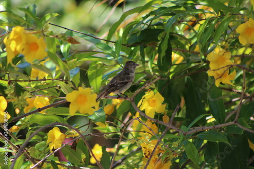 The bird and the flower