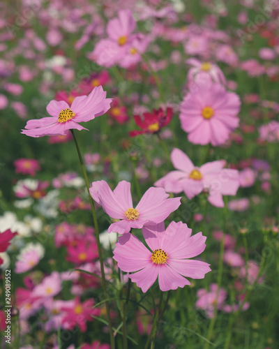 Fototapeta Naklejka Na Ścianę i Meble -  pink cosmos flowers closeup