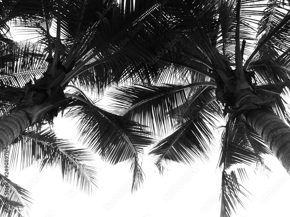 Naklejka premium Coconut palm tree silhouette