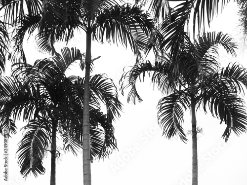 beautiful palms leaf tree on white background