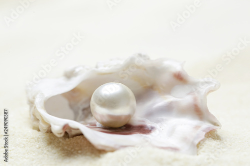 Close up image of organic pearl in a shell photo