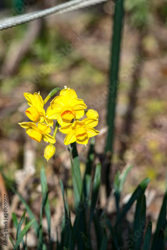 寺町のスイセン