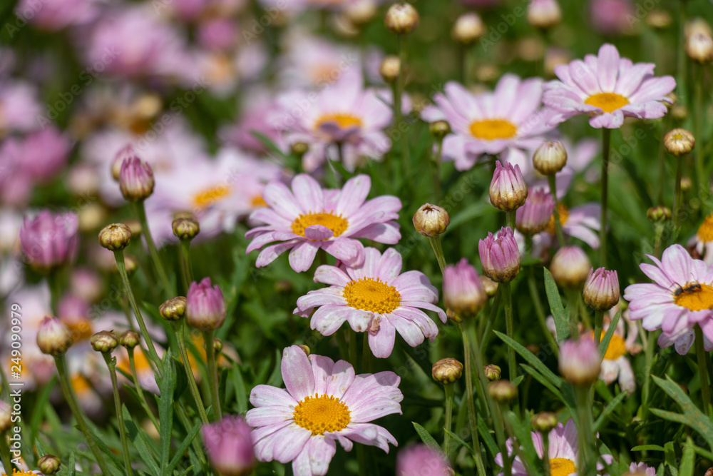 Light purple Margaret, Park in Funabashi City, Chiba Prefecture, Japan