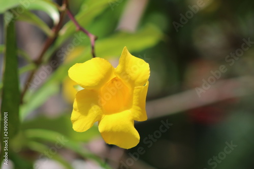 yellow flower