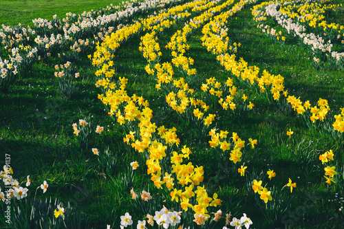 Tulip field in Arboretum, Slovenia, Europe photo