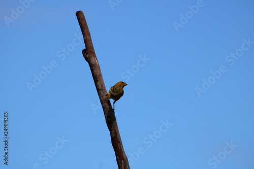 bird