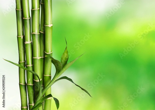 Many bamboo stalks on background
