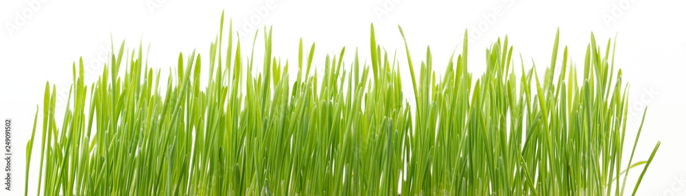 .Green wheat grass isolated on white background .Green wheat grass isolated on white background