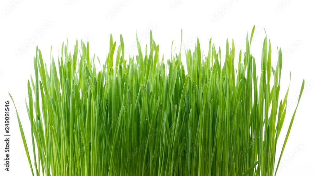 .Green wheat grass isolated on white background .Green wheat grass isolated on white background