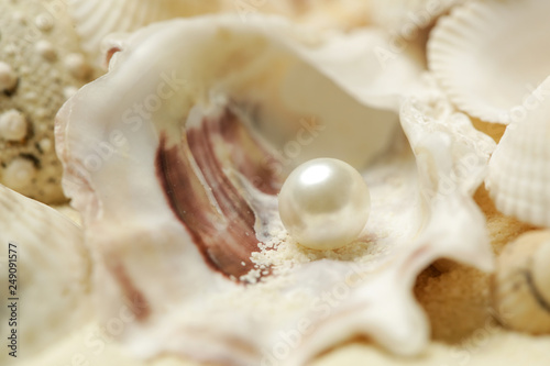 Organic pearl in a shell. Beautiful seashells arrangement. Treasure from the sea concept.