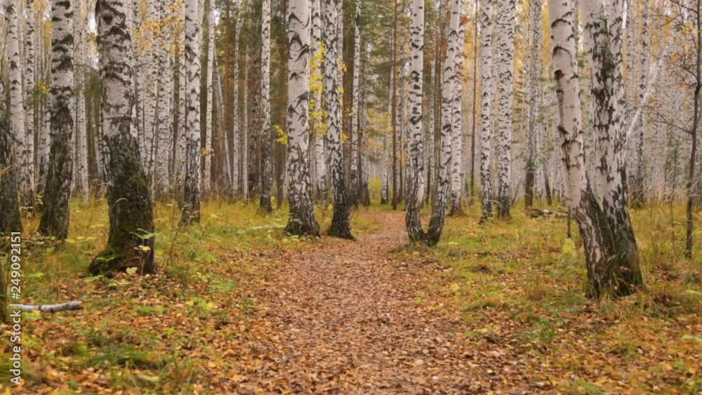 Birch grove in autumn Birch grove in autumn