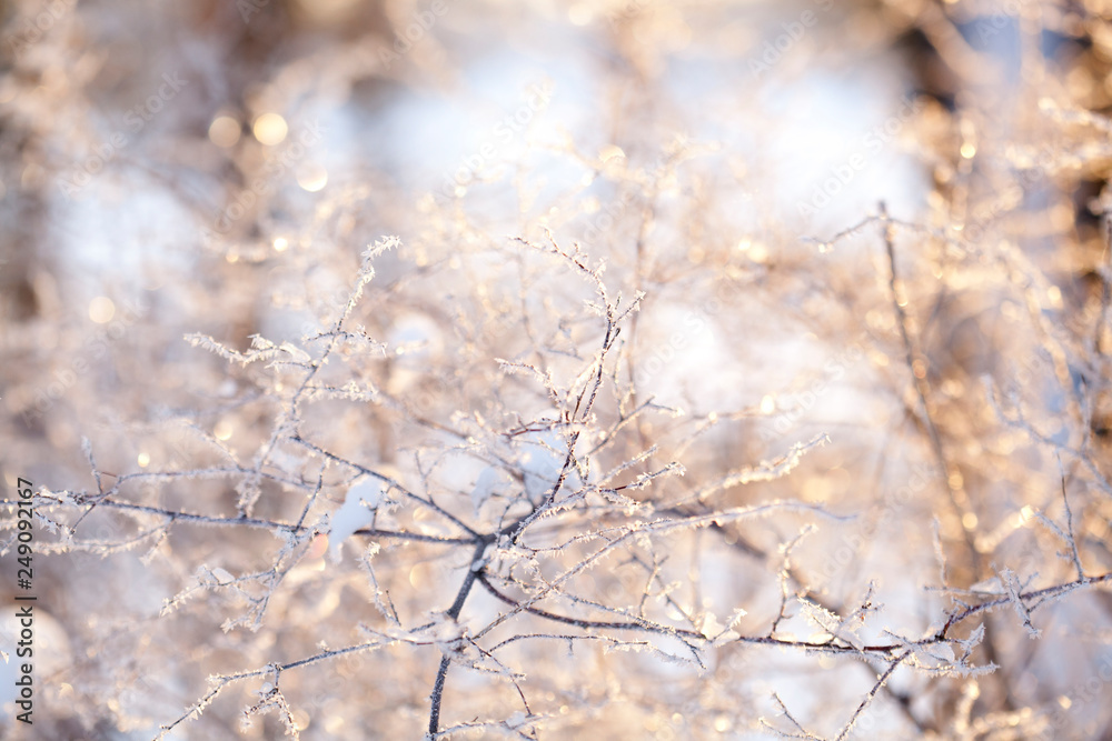 beutiful frozen branch macro 