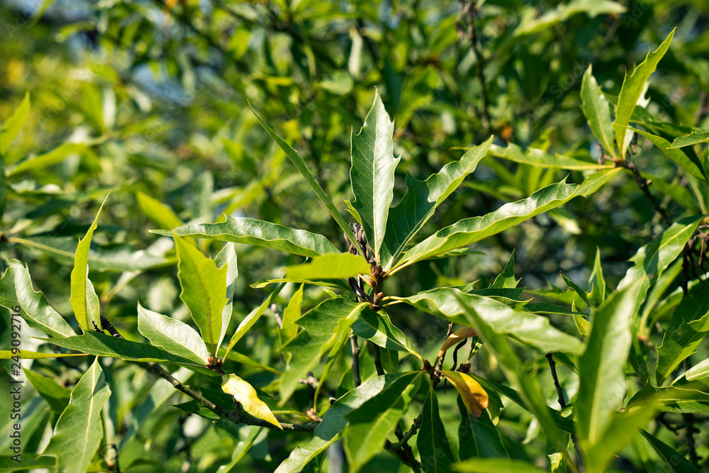 Quercus heterophylla - Bartram-Eiche, Verschiedenblättrige Eiche