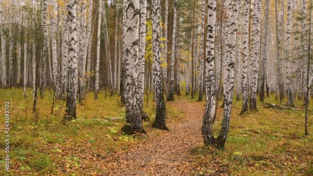 Birch grove in autumn Birch grove in autumn