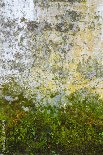 Old wall with moss