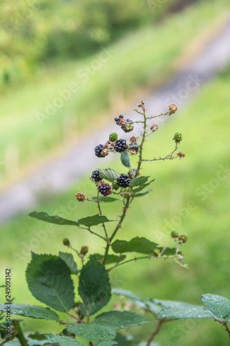 Blackberry berries grow in the bush in the Hirsch Park in Lucerne, Switzerland