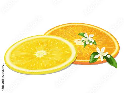 Lemon and orange slices and orange flowers