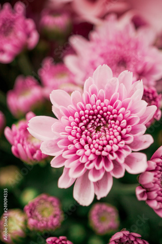 Colorful chrysanthemum flower macro shot. Chrysanthemum  Pink pastel color flower background with Copyspace.