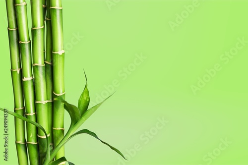 Many bamboo stalks on white background