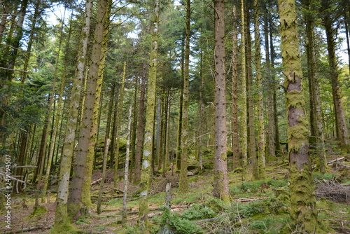 Vagney, forêt domaniale de Housseramont.