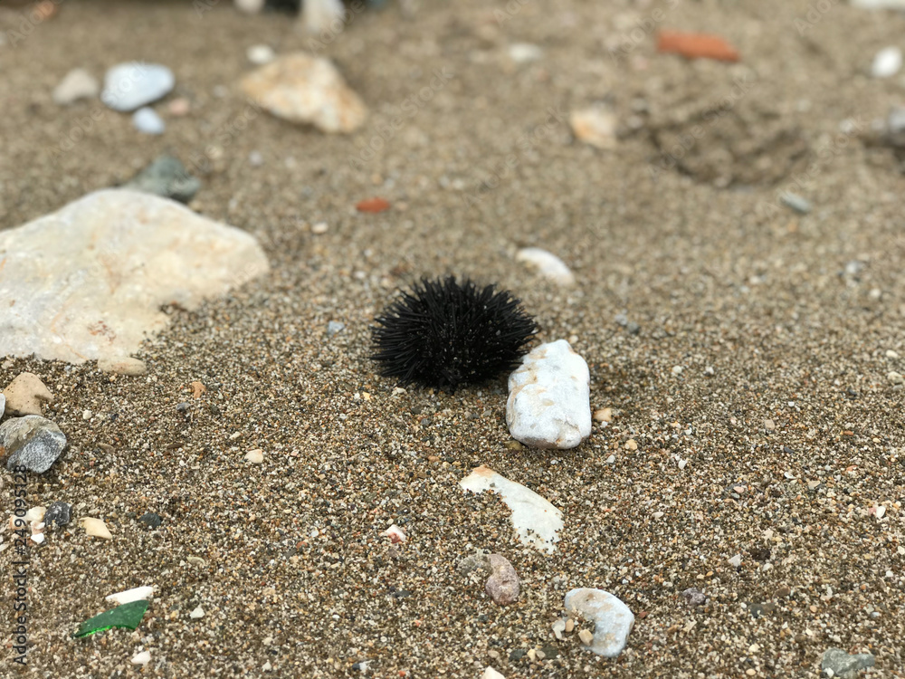 sea urchins, nature, fauna, ocean, sea, coast, cleaning the world's oceans, mud, cleaning the shore sea urchins, nature, fauna, ocean, sea, coast, cleaning the world's oceans, mud, cleaning the shore