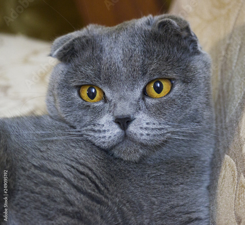 Serious cat of scottish fold breed on isolated