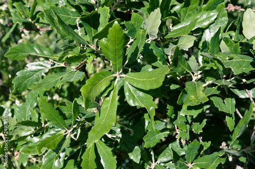 Quercus x turneri 'Pseudoturneri' -  Immergrüne Eiche, Halbimmergrüne Eiche, Wintergrüne Eiche, Turners Eiche photo