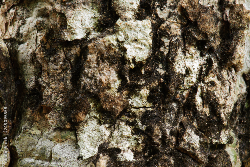 Abstract of old tree skin in natural outdoor