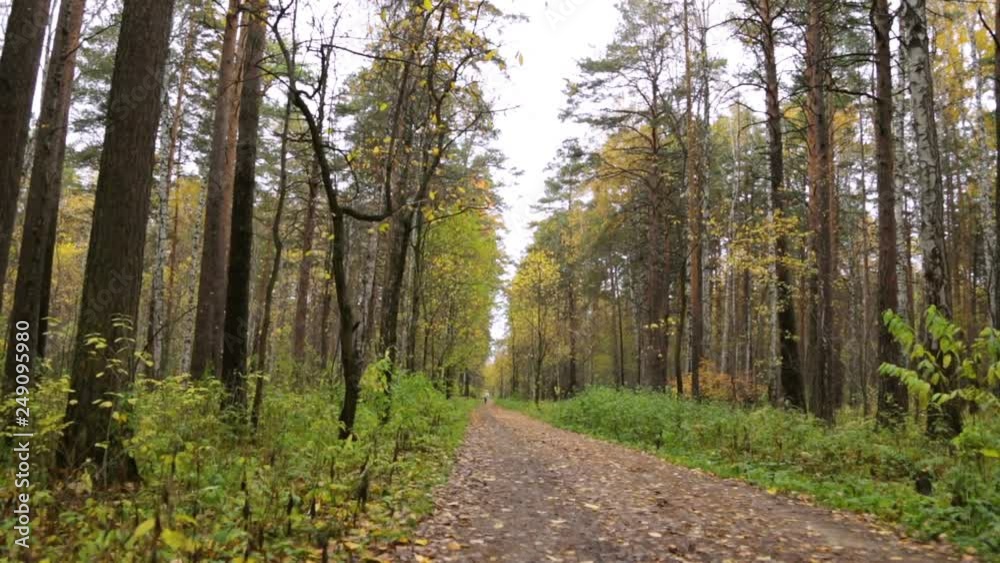 Autumn season in forest Autumn season in forest