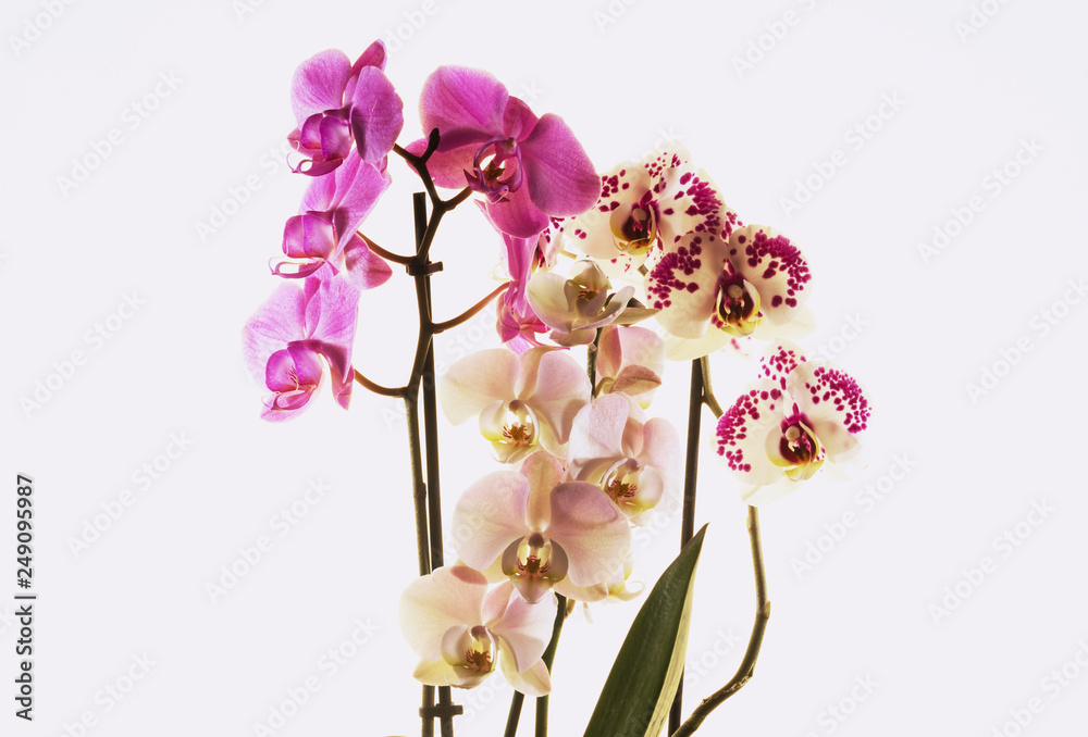Obraz premium Winter bloomed orchids